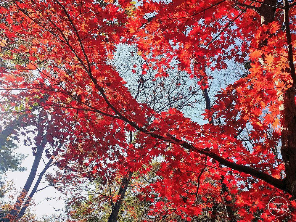 旅遊。全南★來全韓國最美的賞楓景點內藏山看楓葉 - 第33張圖