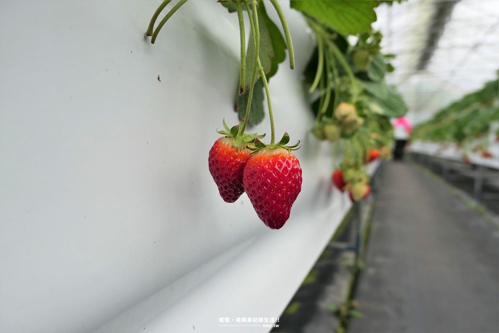 taipei strawberry 14