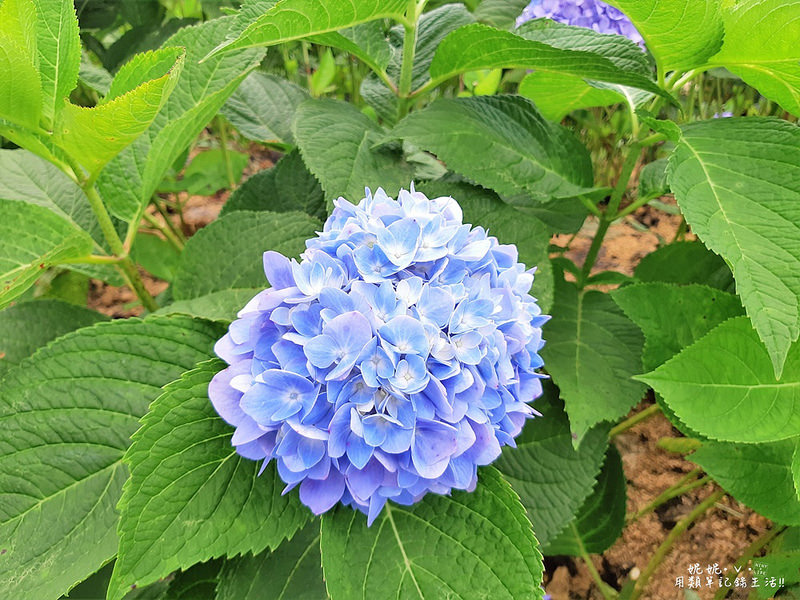 flower023